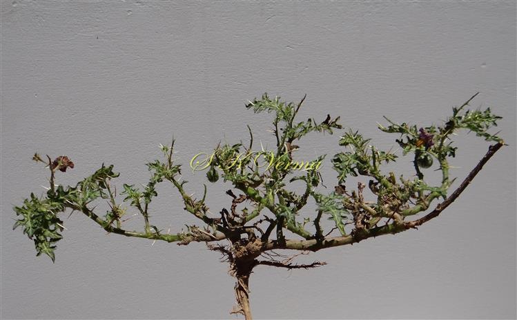  Plant